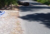 Caption : Sebatang pohon pinus tergelatak di pinggir jalan diduga di tebang oleh orang yang tidak bertanggung jawab. (Doc)