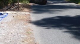 Caption : Sebatang pohon pinus tergelatak di pinggir jalan diduga di tebang oleh orang yang tidak bertanggung jawab. (Doc)