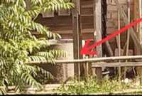 Caption: Almarhumah Adityawarman saat dievakuasi dari sumur di kebun miliknya, Jumat (8/8/2025) di Pangkalpinang Bangka Belitung.