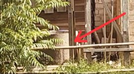 Caption: Almarhumah Adityawarman saat dievakuasi dari sumur di kebun miliknya, Jumat (8/8/2025) di Pangkalpinang Bangka Belitung.