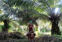 Caption : Ilustrasi petani sawit sedang memanen sawit tandan besar