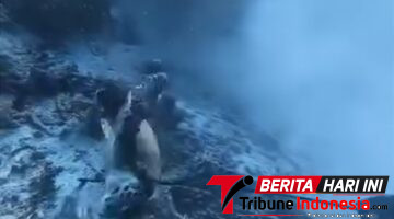 Masyarakat Raja Ampat Kecam Dugaan Penangkapan Penyu oleh WNA Menggunakan Senapan