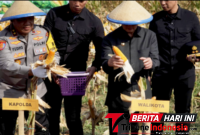 βWali Kota Bitung, πππ§π π€π² ππ¨π§ππ§πππ«, S.E., bersama Kapolda Sulut, Irjen Pol. Yudho Hermanto, S.I.K., M.M., saat panen jagung di wilayah Minut. (ft. Kabag. Protokol)