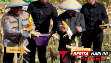 Wali Kota Bitung, 𝐇𝐞𝐧𝐠𝐤𝐲 𝐇𝐨𝐧𝐚𝐧𝐝𝐚𝐫, S.E., bersama Kapolda Sulut, Irjen Pol. Yudho Hermanto, S.I.K., M.M., saat panen jagung di wilayah Minut. (ft. Kabag. Protokol)