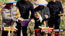 ‎Wali Kota Bitung, 𝐇𝐞𝐧𝐠𝐤𝐲 𝐇𝐨𝐧𝐚𝐧𝐝𝐚𝐫, S.E.,  bersama Kapolda Sulut, Irjen Pol. Yudho Hermanto, S.I.K., M.M., saat panen jagung  di wilayah Minut. (ft. Kabag. Protokol)