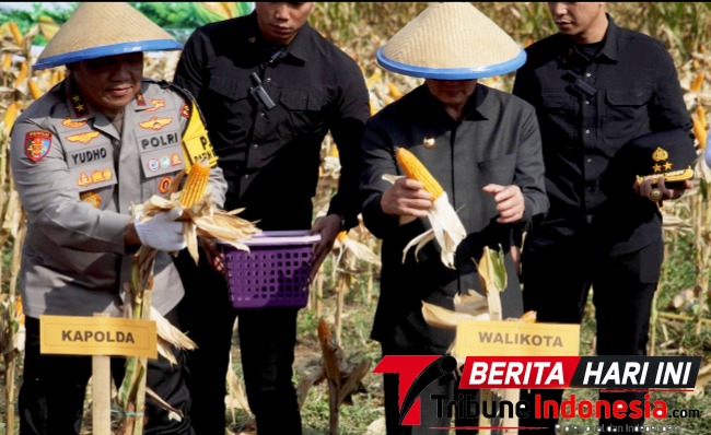 ‎Wali Kota Bitung, 𝐇𝐞𝐧𝐠𝐤𝐲 𝐇𝐨𝐧𝐚𝐧𝐝𝐚𝐫, S.E.,  bersama Kapolda Sulut, Irjen Pol. Yudho Hermanto, S.I.K., M.M., saat panen jagung  di wilayah Minut. (ft. Kabag. Protokol)