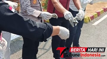 Kasat Resnarkoba Tegas! Polisi Kejar Pelaku Lain di Balik Peredaran Cap Tikus Ilegal di Raja Ampat